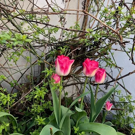 Haus Frauken Daire Grömitz