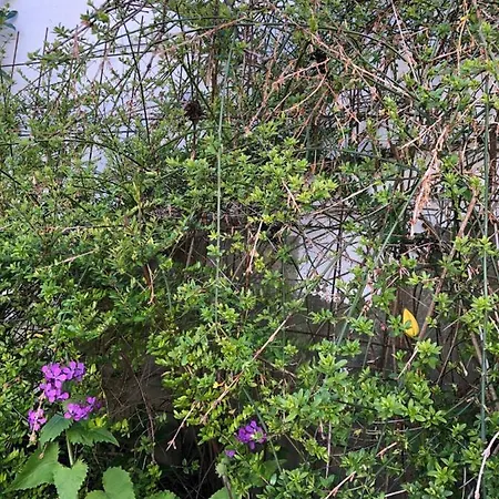 Haus Frauken * Грёмиц